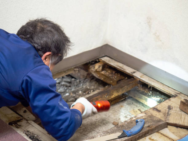 Best Local Mold Removal Service  in Petersburg, IL