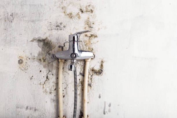  Petersburg, IL Mold Removal Pros
