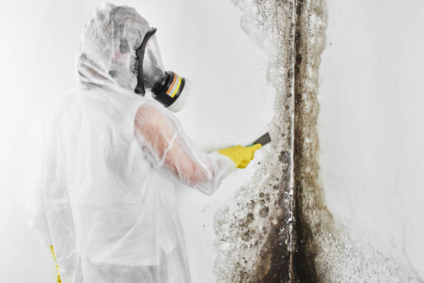Best Mold Removal Near Me  in Petersburg, IL