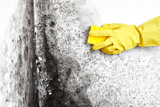 Best Office Mold Removal Services  in Petersburg, IL