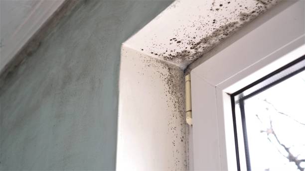 Petersburg, IL Mold Removal Company