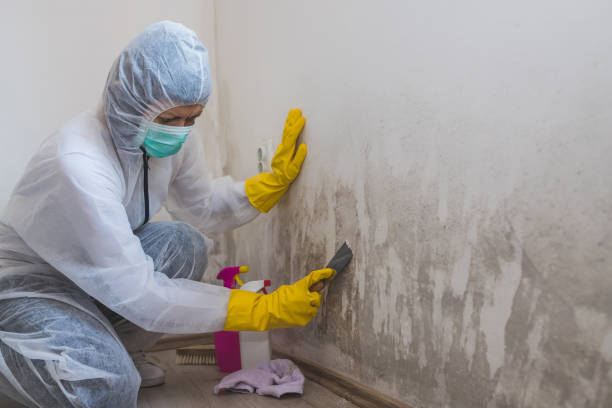 Best Residential Mold Removal  in Petersburg, IL