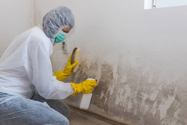 Attic Mold Removal in Petersburg, IL