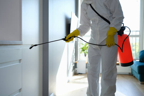 Best Mold Removal Specialists  in Petersburg, IL