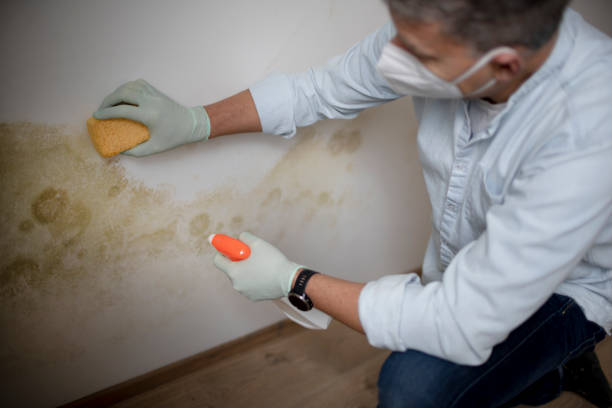 Best Home Mold Removal  in Petersburg, IL