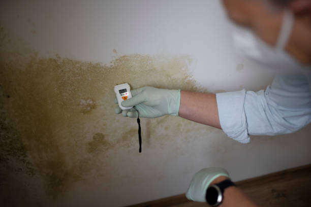 Best Professional Mold Removal  in Petersburg, IL