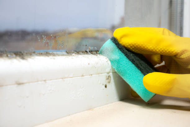 Best Certified Mold Removal  in Petersburg, IL