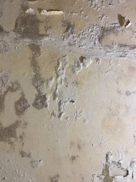 Best Affordable Mold Removal  in Petersburg, IL