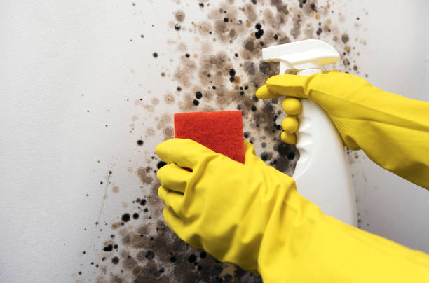 Best Fast Mold Removal  in Petersburg, IL